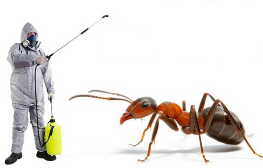 How We Remove Ants From House With Pest Control Company