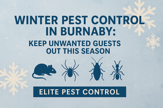 Winter Pest Control in Burnaby: Keep Unwanted Guests Out This Season