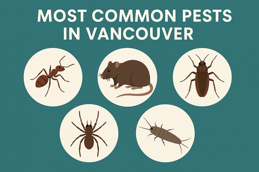 Top 5 Most Common Pests in Vancouver and How to Get Rid of Them