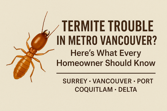 🐜 Termite Trouble in Metro Vancouver? Here’s What Every Homeowner Should Know