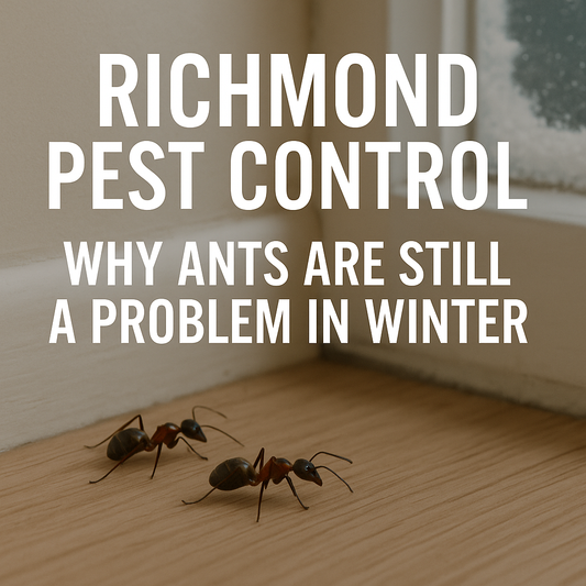 Richmond Pest Control: Why Ants Are Still a Problem in Winter