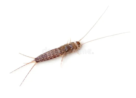 How to Prevent Silverfish Pest Control