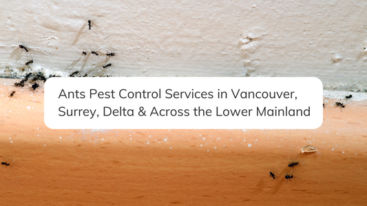 Ant Pest Control Experts in Surrey & Vancouver | Elite Pest Control