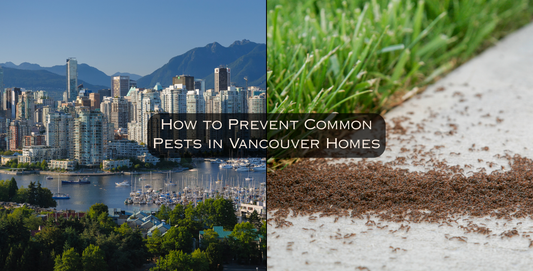 How to Prevent Common Pests in Vancouver Homes