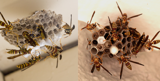 Professional Wasp Nest Removal and Pest Control Services in Vancouver