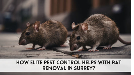 How Elite Pest Control helps with Rat Removal in Surrey?