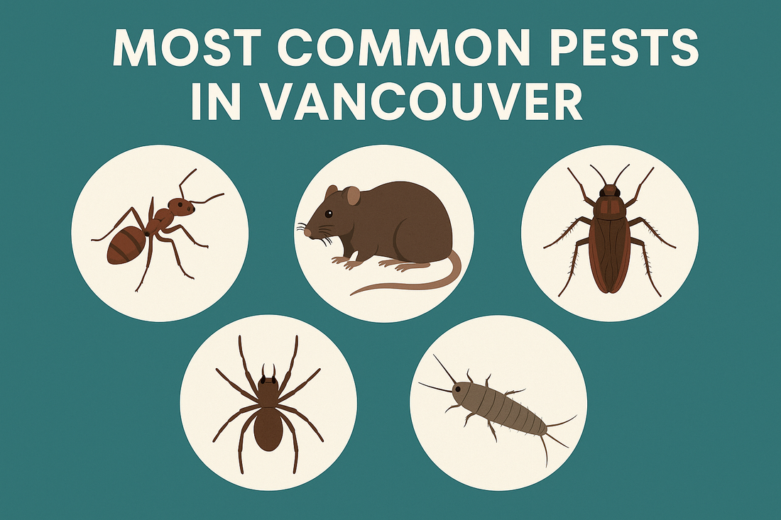 Top 5 Most Common Pests in Vancouver and How to Get Rid of Them