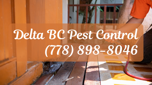 Delta BC Pest Control: Keep Your Home and Business Pest-Free