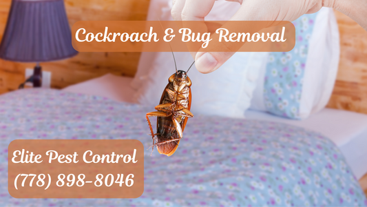 Cockroach & Bug Removal – Protect Your Health | Elite Pest Control