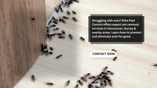 Ant Control Vancouver & Surrey | Elite Pest Control