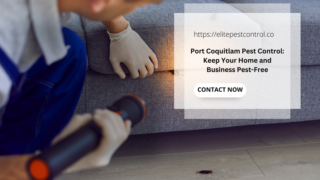 Port Coquitlam Pest Control: Keep Your Home and Business Pest-Free