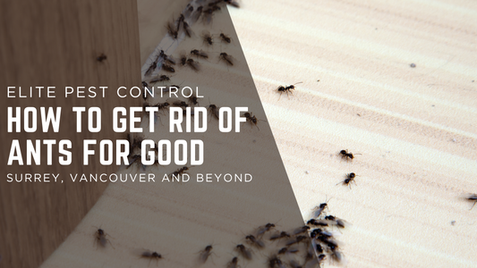 Ant Pest Control in Surrey & Vancouver: How to Get Rid of Ants for Good