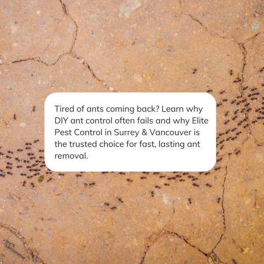 Why DIY Ant Control Fails — And What to Do Instead in Surrey & Vancouver