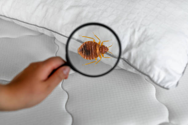 The Ultimate Guide to Bed Bugs Pest Control